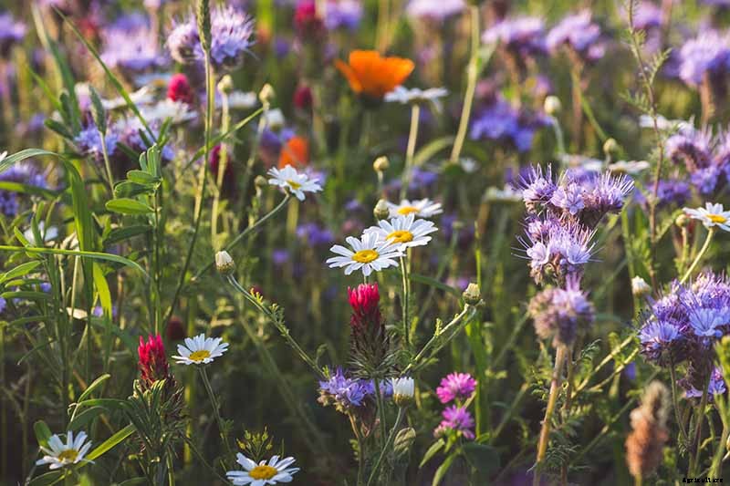 How to Sow Seeds in Winter for Sweet Spring Blooms