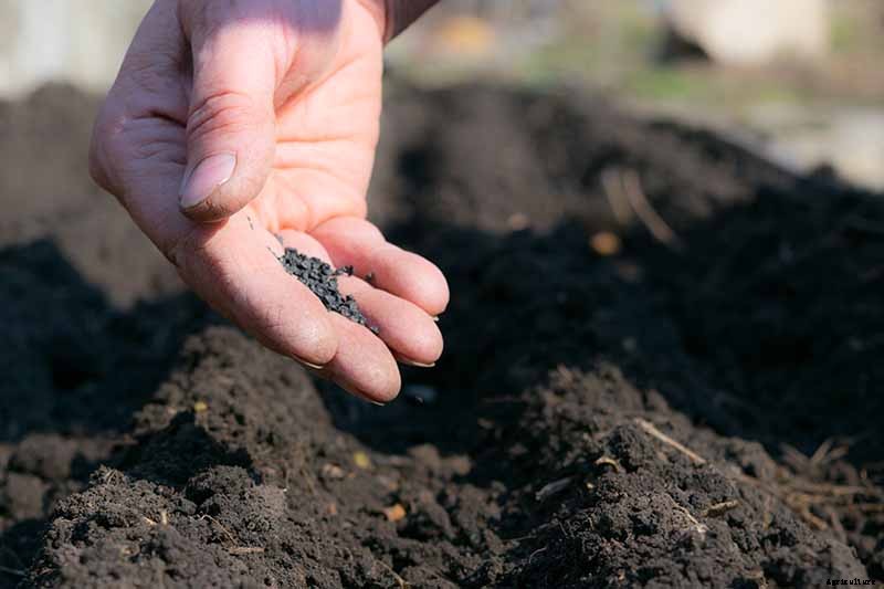 How to Sow Seeds in Winter for Sweet Spring Blooms