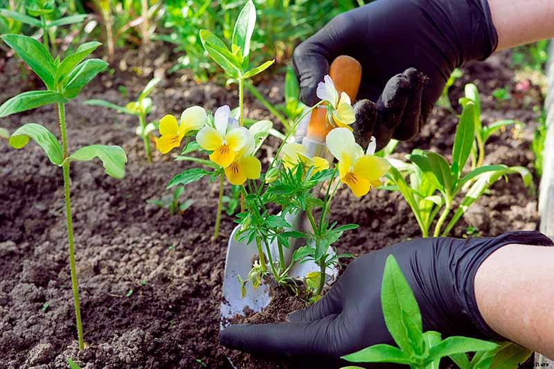 How to Sow Seeds in Winter for Sweet Spring Blooms