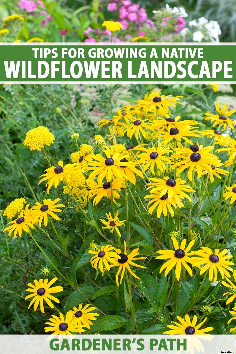 Birds, Bees, and Beauty: Tips for Growing a Native Wildflower Landscape at Home
