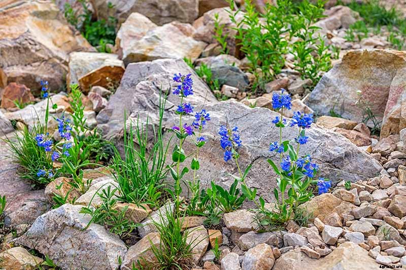 Birds, Bees, and Beauty: Tips for Growing a Native Wildflower Landscape at Home