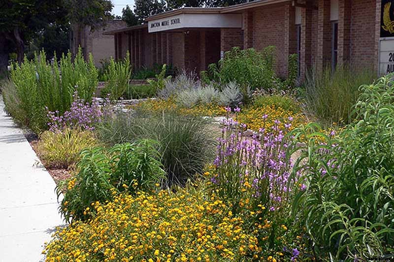 Birds, Bees, and Beauty: Tips for Growing a Native Wildflower Landscape at Home