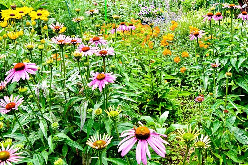 Birds, Bees, and Beauty: Tips for Growing a Native Wildflower Landscape at Home