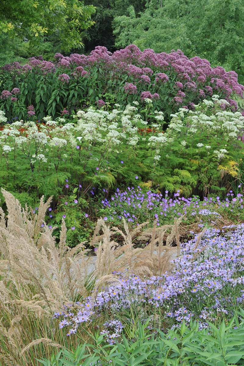 Birds, Bees, and Beauty: Tips for Growing a Native Wildflower Landscape at Home