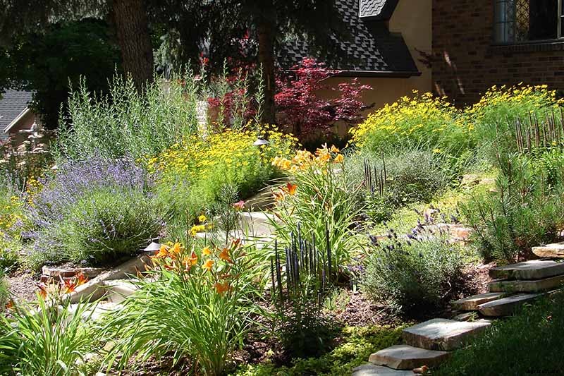 Birds, Bees, and Beauty: Tips for Growing a Native Wildflower Landscape at Home