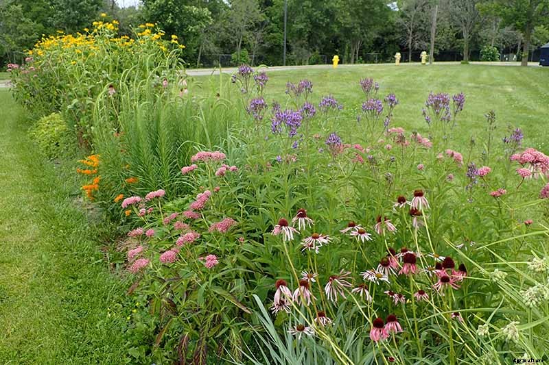 Birds, Bees, and Beauty: Tips for Growing a Native Wildflower Landscape at Home