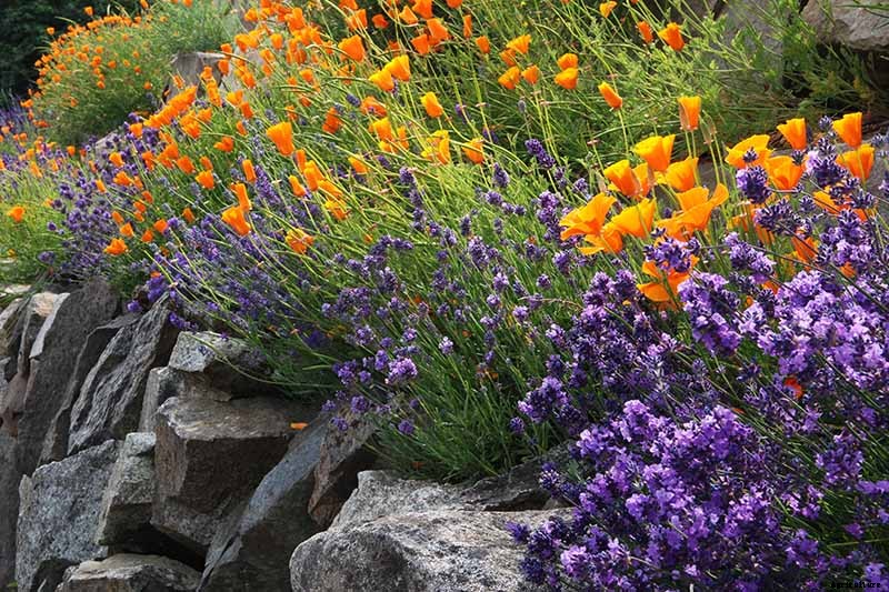 Birds, Bees, and Beauty: Tips for Growing a Native Wildflower Landscape at Home