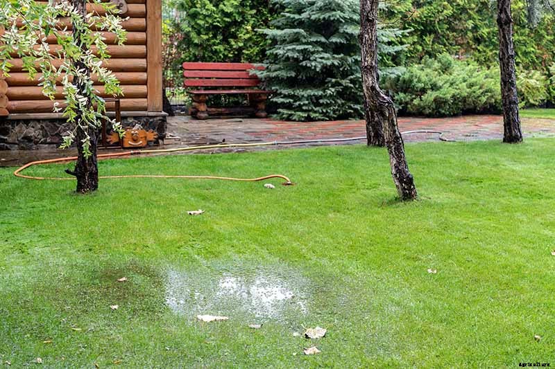 Birds, Bees, and Beauty: Tips for Growing a Native Wildflower Landscape at Home