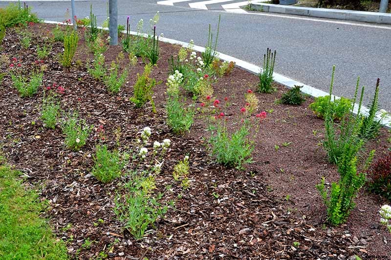 Birds, Bees, and Beauty: Tips for Growing a Native Wildflower Landscape at Home