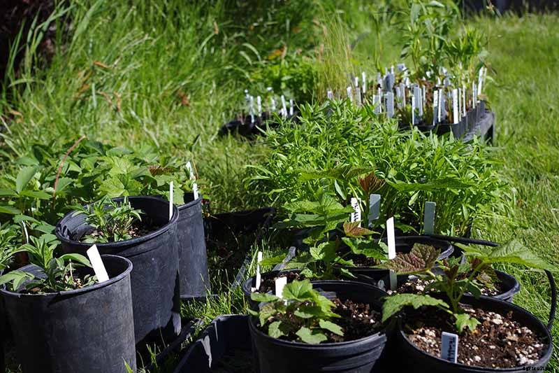 Birds, Bees, and Beauty: Tips for Growing a Native Wildflower Landscape at Home