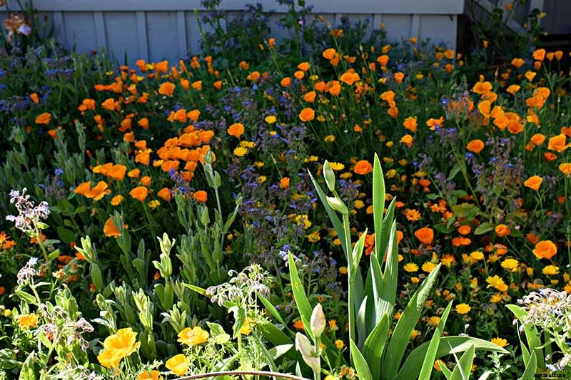 Birds, Bees, and Beauty: Tips for Growing a Native Wildflower Landscape at Home