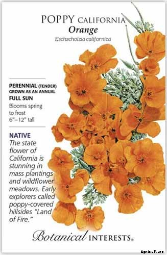 Birds, Bees, and Beauty: Tips for Growing a Native Wildflower Landscape at Home