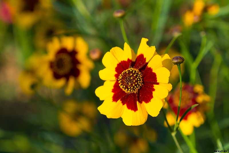 Birds, Bees, and Beauty: Tips for Growing a Native Wildflower Landscape at Home