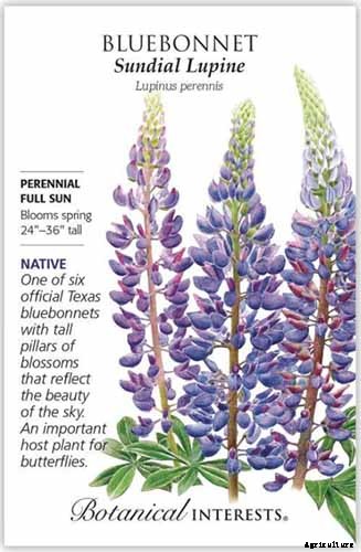 Birds, Bees, and Beauty: Tips for Growing a Native Wildflower Landscape at Home