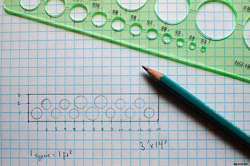 Birds, Bees, and Beauty: Tips for Growing a Native Wildflower Landscape at Home