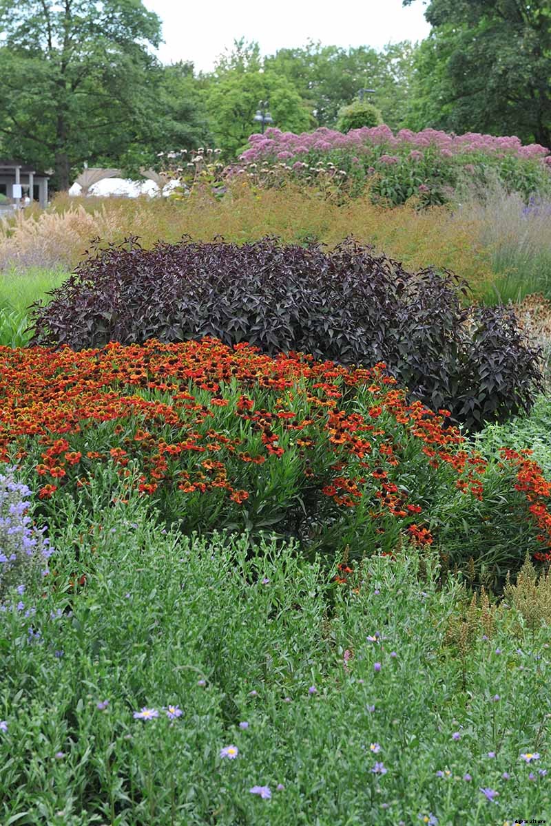 Birds, Bees, and Beauty: Tips for Growing a Native Wildflower Landscape at Home