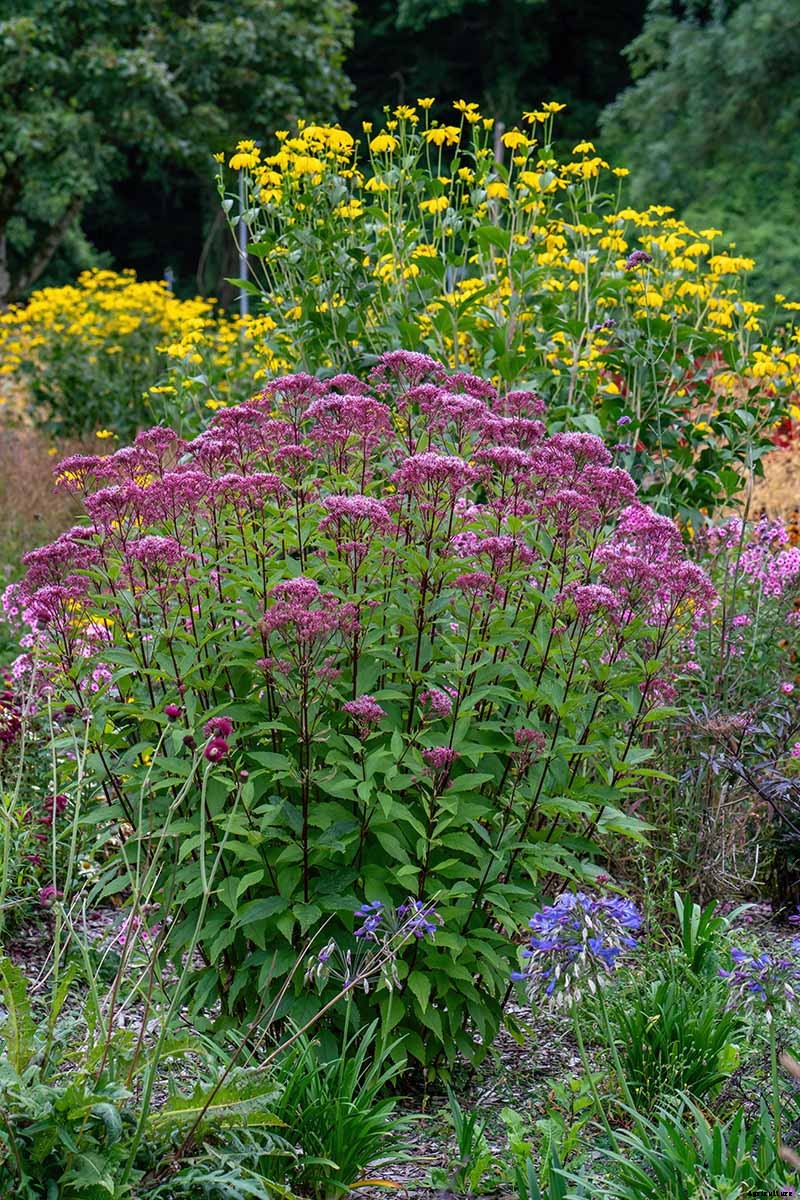 Birds, Bees, and Beauty: Tips for Growing a Native Wildflower Landscape at Home