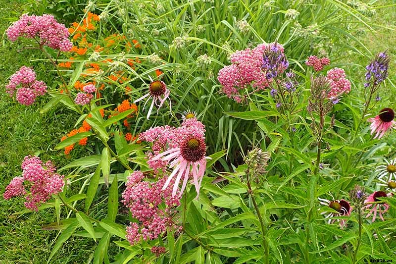 Birds, Bees, and Beauty: Tips for Growing a Native Wildflower Landscape at Home