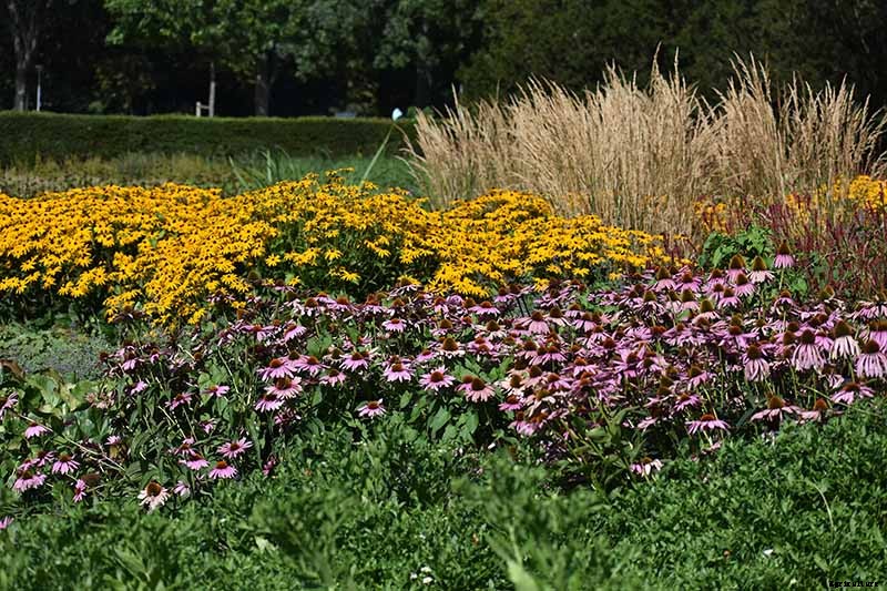 Birds, Bees, and Beauty: Tips for Growing a Native Wildflower Landscape at Home