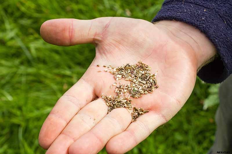 Birds, Bees, and Beauty: Tips for Growing a Native Wildflower Landscape at Home