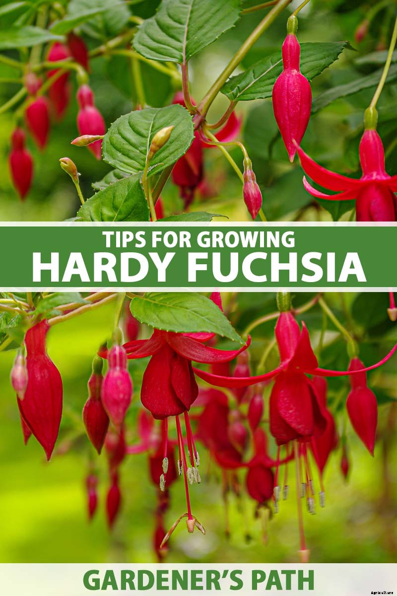 How to Grow Hardy Fuchsia Shrubs in the Home Garden