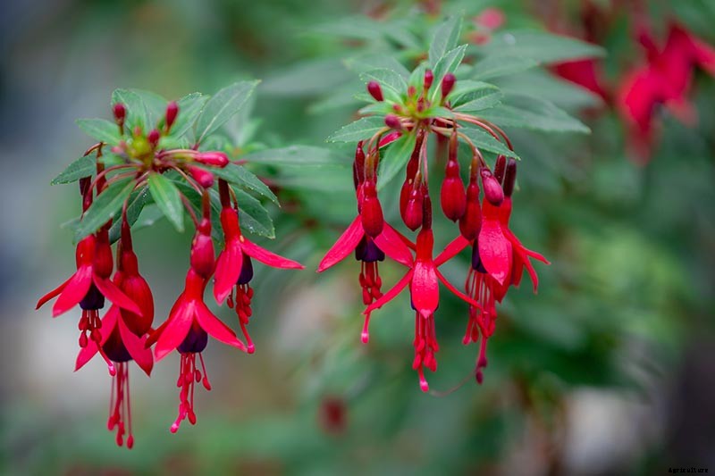 How to Grow Hardy Fuchsia Shrubs in the Home Garden