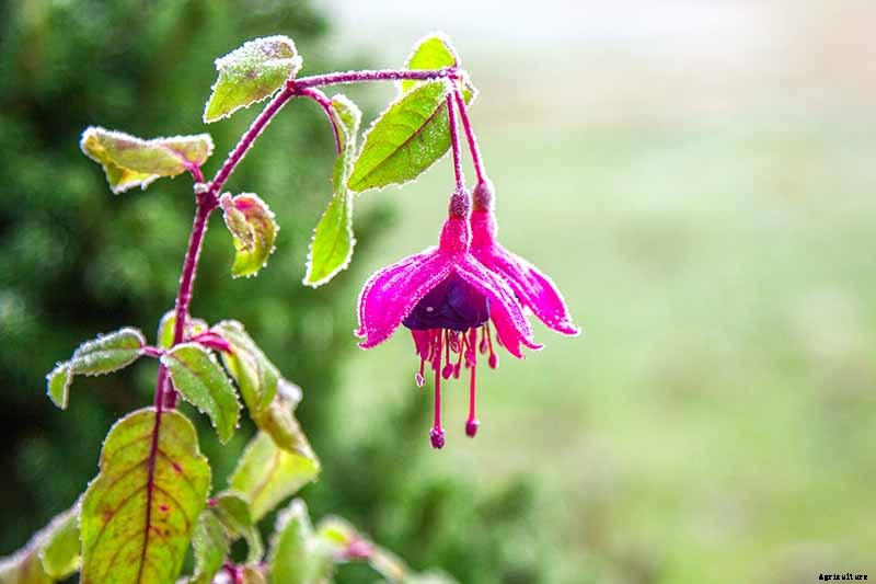 How to Grow Hardy Fuchsia Shrubs in the Home Garden
