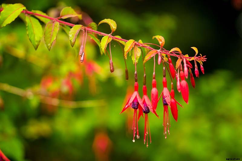 How to Grow Hardy Fuchsia Shrubs in the Home Garden