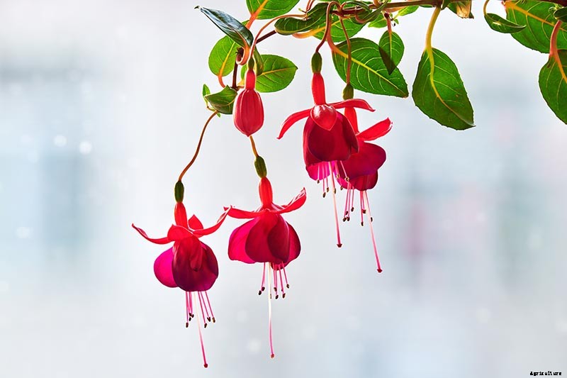 How to Grow Hardy Fuchsia Shrubs in the Home Garden