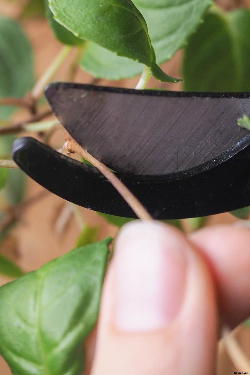 How to Grow Hardy Fuchsia Shrubs in the Home Garden