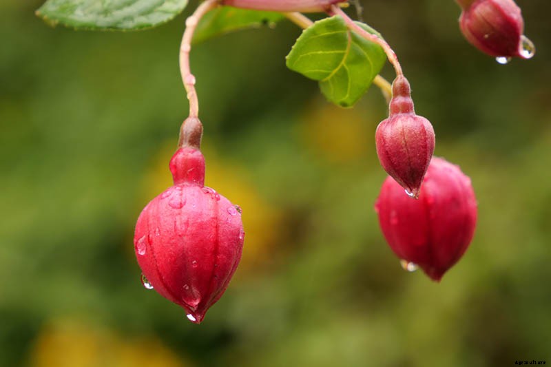 How to Grow Hardy Fuchsia Shrubs in the Home Garden