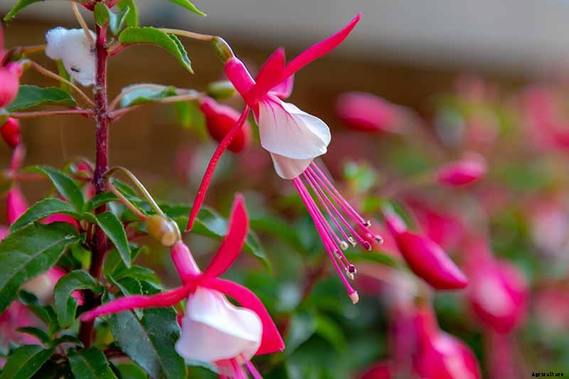 How to Grow Hardy Fuchsia Shrubs in the Home Garden