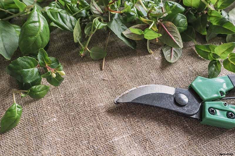 How to Grow Hardy Fuchsia Shrubs in the Home Garden