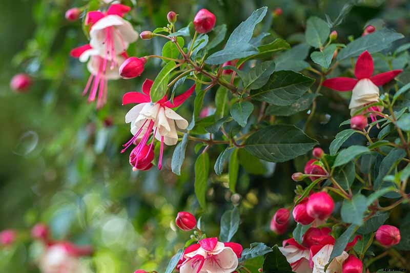 How to Grow Hardy Fuchsia Shrubs in the Home Garden