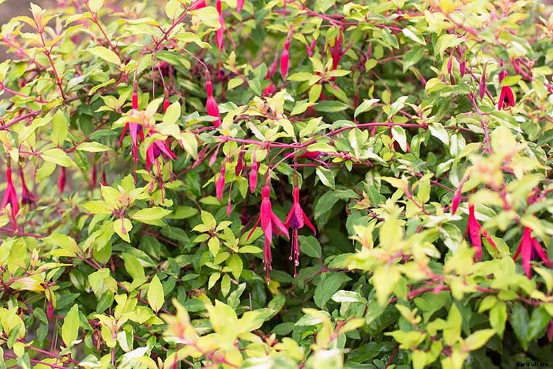 How to Grow Hardy Fuchsia Shrubs in the Home Garden