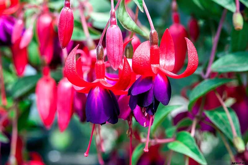 How to Grow Hardy Fuchsia Shrubs in the Home Garden