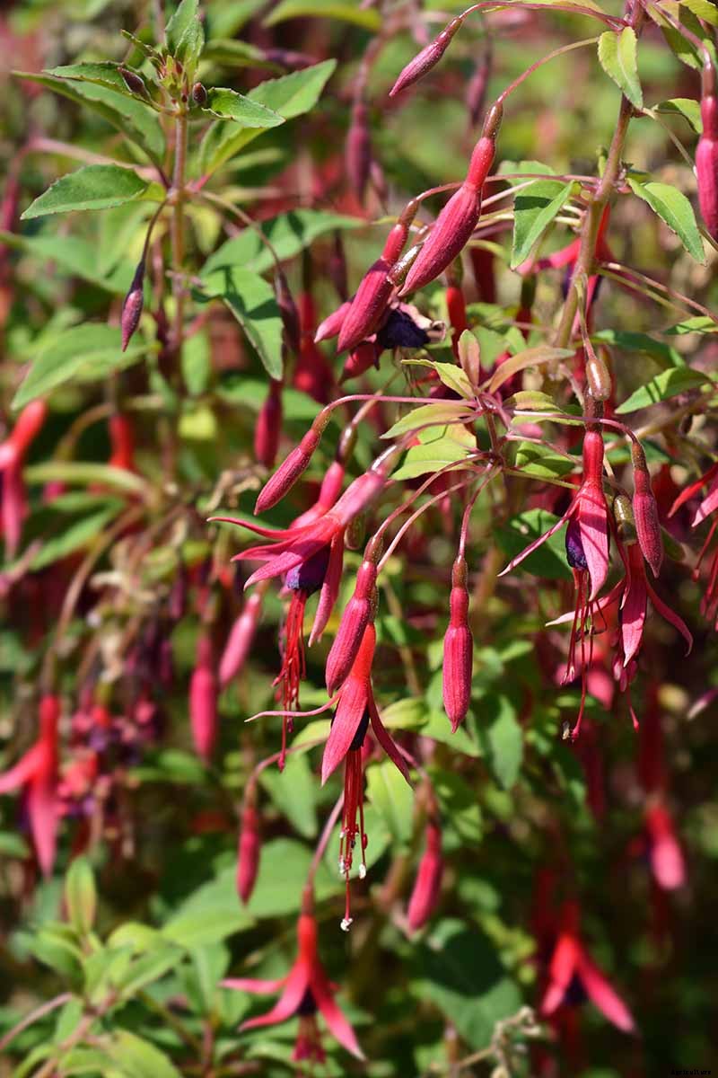 How to Grow Hardy Fuchsia Shrubs in the Home Garden