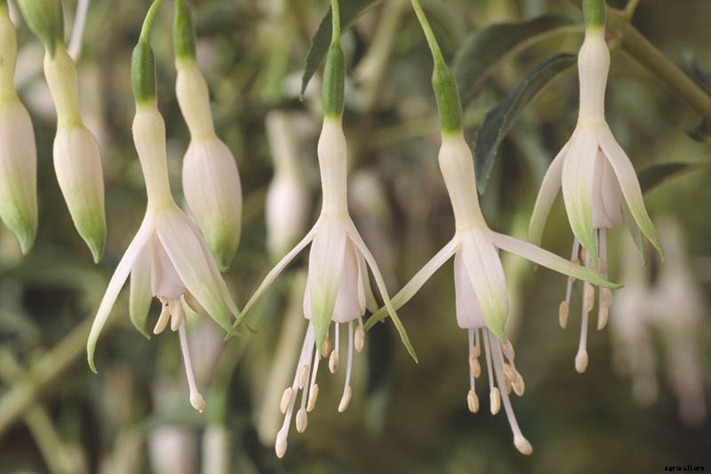 How to Grow Hardy Fuchsia Shrubs in the Home Garden