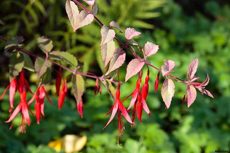 How to Grow Hardy Fuchsia Shrubs in the Home Garden