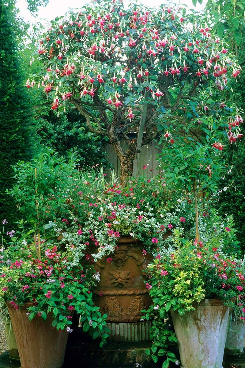 How to Grow Hardy Fuchsia Shrubs in the Home Garden
