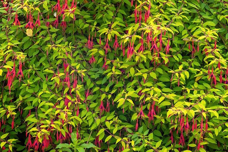 How to Grow Hardy Fuchsia Shrubs in the Home Garden