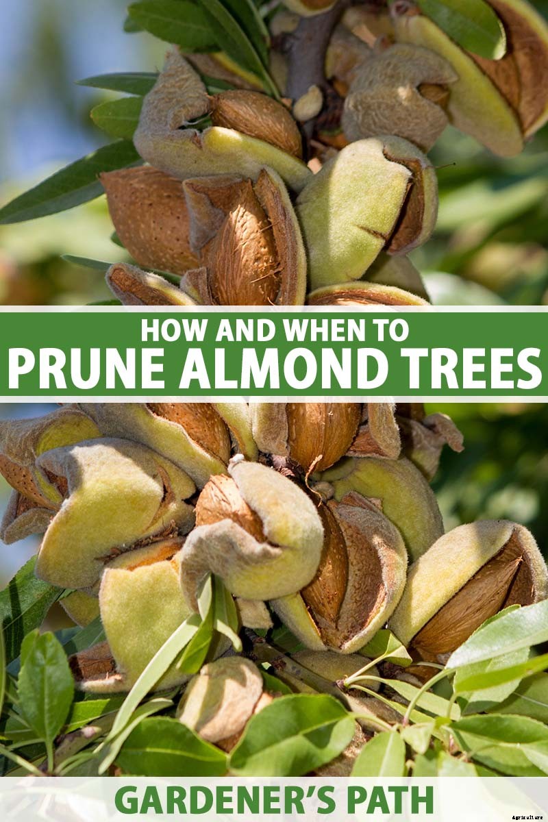 How and When to Prune Almond Trees