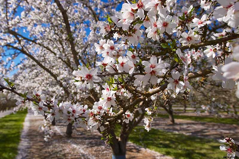 How and When to Prune Almond Trees
