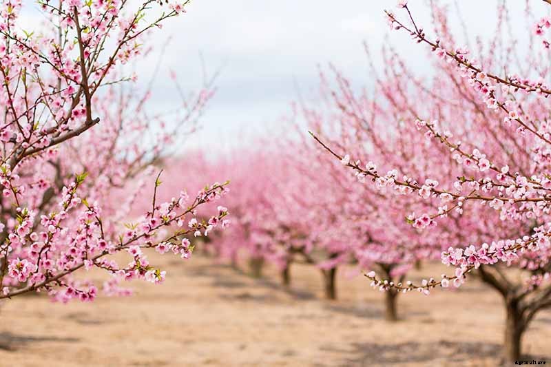 How and When to Prune Almond Trees