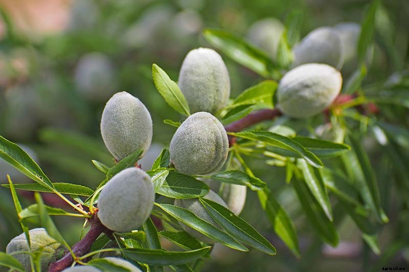 How and When to Prune Almond Trees
