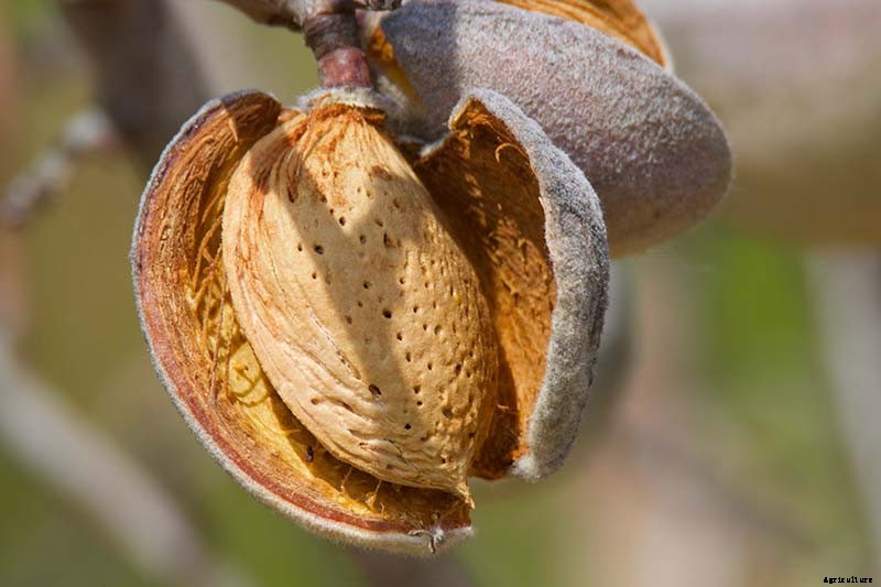 How and When to Prune Almond Trees