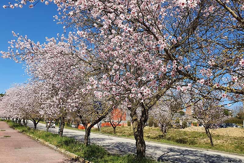 How and When to Prune Almond Trees