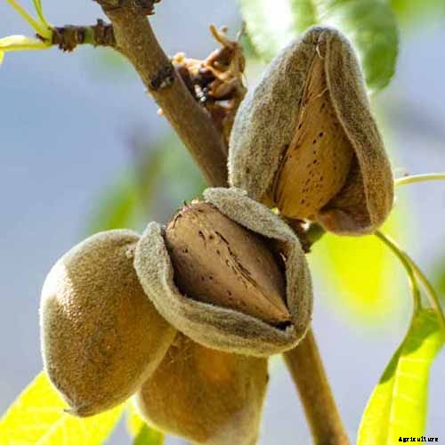 How and When to Prune Almond Trees