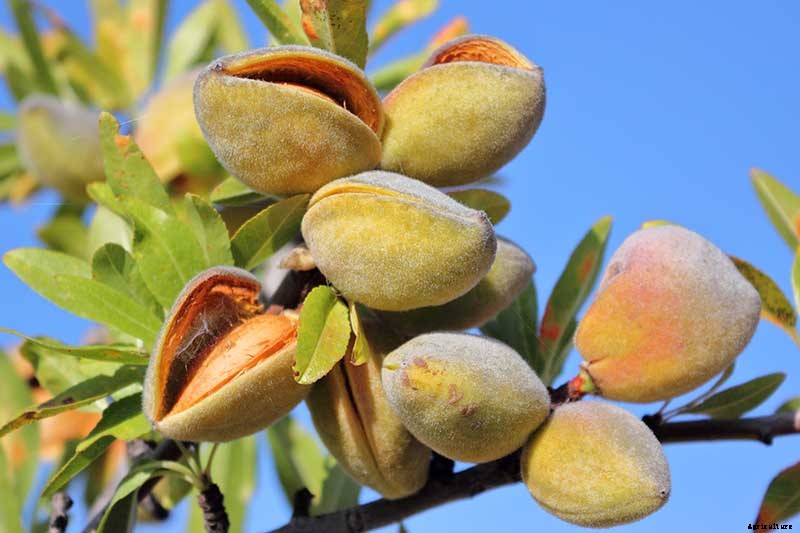 How and When to Prune Almond Trees