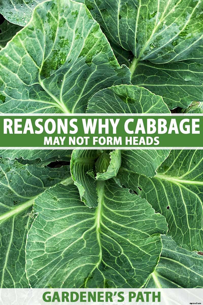Reasons Why Your Cabbage Plants May Not Form Heads